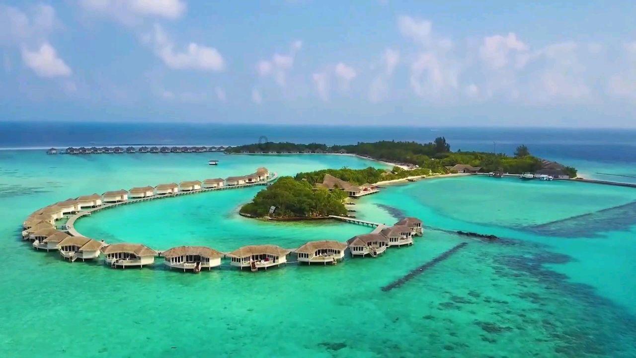 哈尼和她的宠物们